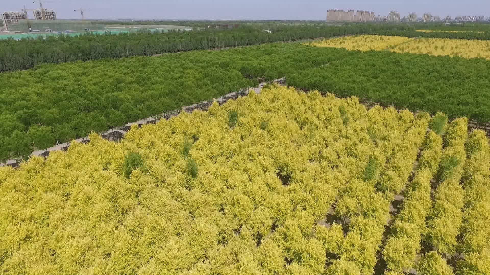 天津東麗湖最新規(guī)劃，塑造未來生態(tài)宜居典范之城