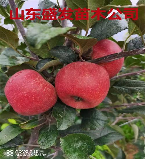 最新蘋果苗，種植技術(shù)、優(yōu)勢及廣闊應(yīng)用前景